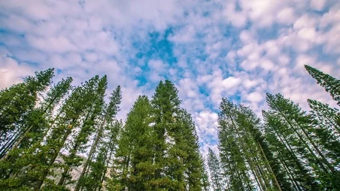 Time Lapse - Beautiful Cloudscape Moving over Pine Tree Top - 4K Stock Footage 85046559