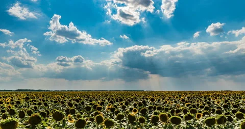 Time lapse of a beautiful cloudy sky over a sunflower field, beautiful summer Stock Footage 113624966