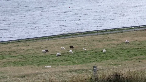 Time Lapse: Beautiful landscape, flock of sheep Stock Footage 84579374