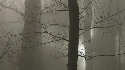 Time lapse of beautiful misty forest. Stock Footage 212562455