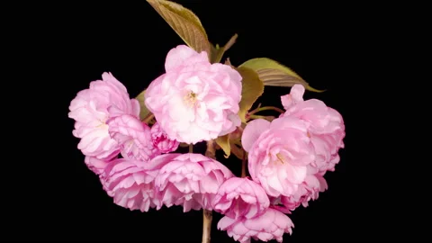 Time Lapse of Beautiful Opening Pink Sakura Flowers Bunch 库存影片 130397716