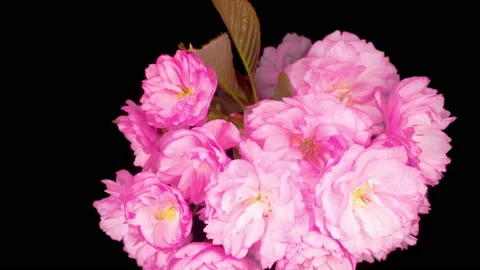 Time Lapse of Beautiful Opening Pink Sakura Flowers Bunch Stockbeeldmateriaal 133075360