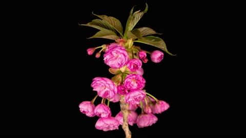 Time Lapse of Beautiful Opening Pink Sakura Flowers Bunch Stockbeeldmateriaal 135408081