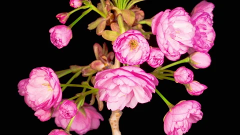 Time Lapse of Beautiful Opening Pink Sakura Flowers Bunch Vídeos de archivo 135912364