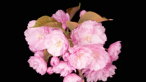 Time Lapse of Beautiful Opening Pink Sakura Flowers Bunch Stock Footage 138653874