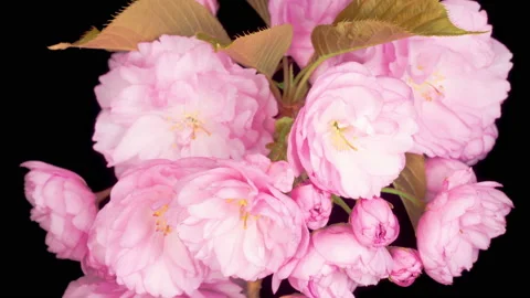 Time Lapse of Beautiful Opening Pink Sakura Flowers Bunch Vidéo 139484966