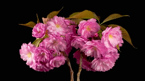 Time Lapse of Beautiful Opening Pink Sakura Flowers Bunch Stock Footage 154121579