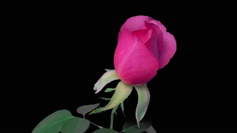 Time lapse beautiful opening pink rose on black background. Petals of Blooming Stock Footage 164275809