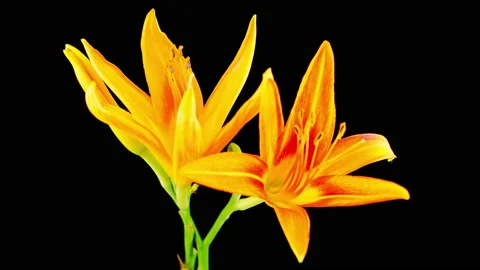 Time Lapse of Beautiful Orange Lily Flower Blossoms Stock Footage 111325569
