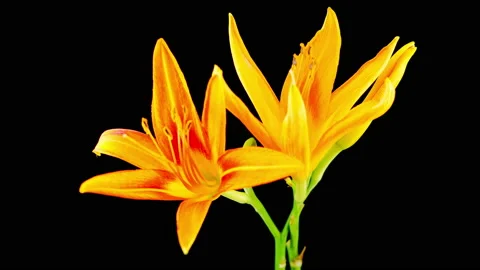 Time Lapse of Beautiful Orange Lily Flower Blossoms Vidéo 111725640