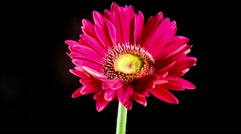 Time Lapse - Beautiful Pink Daisy Blooming with the black background Stock Footage 53553673