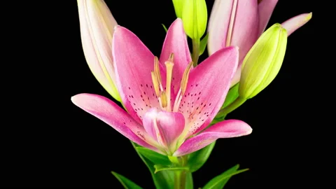 Time Lapse of Beautiful Pink Lily Flower Blossoms Vidéo 113015830