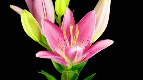 Time Lapse of Beautiful Pink Lily Flower Blossoms Stock Footage 113572047