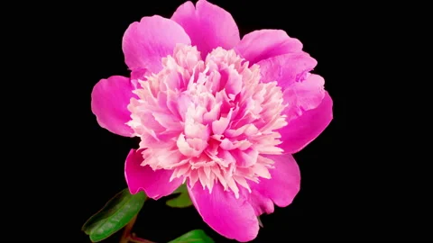 Time Lapse of Beautiful Pink Peony Flower Blooming Stock-Footage 132060451