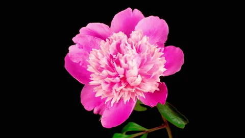 Time Lapse of Beautiful Pink Peony Flower Blooming Stockbeeldmateriaal 133074465