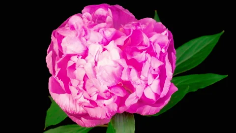 Time Lapse of Beautiful Pink Peony Flower Blooming 스톡 동영상 135911601