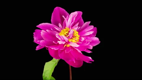 Time Lapse of Beautiful Pink Peony Flower Blooming Stock Footage 136916491