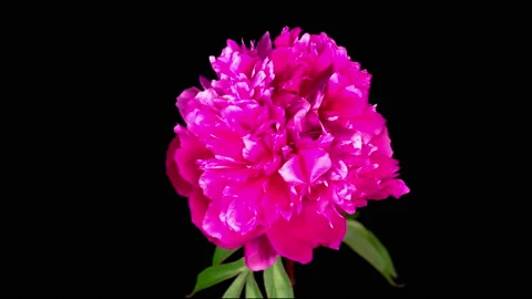 Time Lapse of Beautiful Pink Peony Flower Blooming Stock Footage 138652774