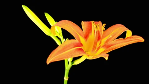 Time Lapse of Beautiful Red Lily Flower Blossoms Stock Footage 110703031