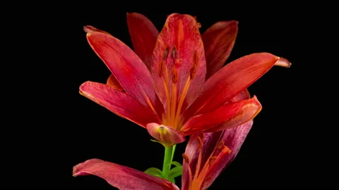 Time Lapse of Beautiful Red Lily Flower Blossoms Stock-Footage 112621341