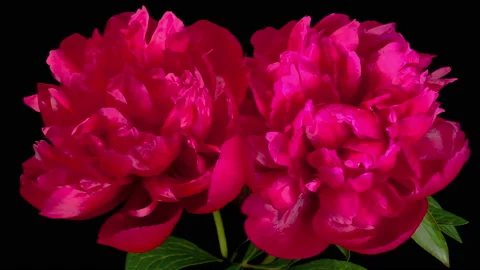 Time Lapse of Beautiful Red Peony Flowers Blooming Stock Footage 154802825
