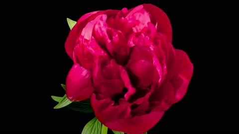 Time Lapse of Beautiful Red Peony Flowers Blooming 库存影片 154802840