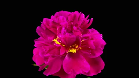 Time Lapse of Beautiful Red Peony Flowers Blooming Видео 155489213