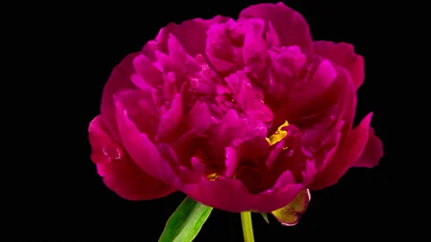 Time Lapse of Beautiful Red Peony Flowers Blooming Stock-Footage 156241003