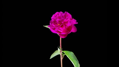 Time Lapse of Beautiful Red Peony Flowers Blooming Stock Footage 311454885