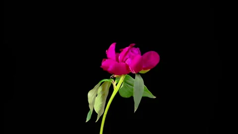 Time Lapse of Beautiful Red Peony Flowers Blooming Stock Footage 337422587