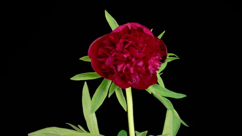 Time Lapse of Beautiful Red Peony Flowers Blooming Stock Footage 347597152