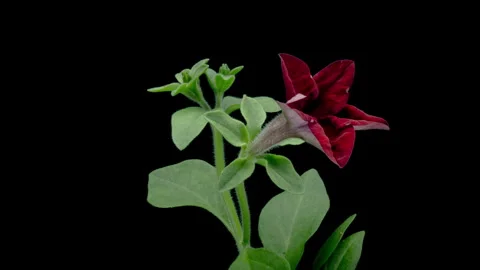 Time lapse of beautiful red petunia flower blooming, black background. close-up Stock Footage 308516016