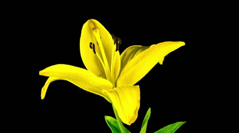 Time Lapse - Beautiful Single Yellow Lily Flower Blooming Stock Footage 65916454