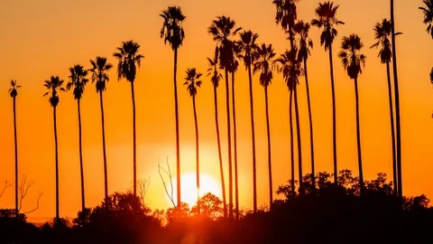 Time Lapse - Beautiful Sunset Behind Palm Trees Stock Footage 121314200