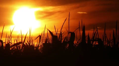 Time-lapse of a beautiful sunset over a corn field. Stock Footage