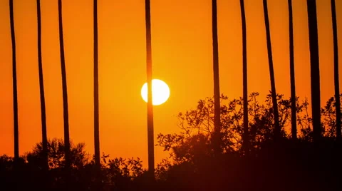 Time Lapse - Beautiful Sunset Through Palm Trees Stock Footage 60968107