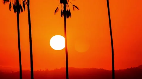 Time Lapse - Beautiful Sunset Through Palm Trees Stock Footage 65908217
