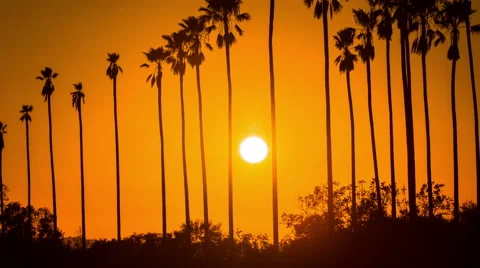 Time Lapse - Beautiful Sunset Through Palm Trees Stock Footage 67582371