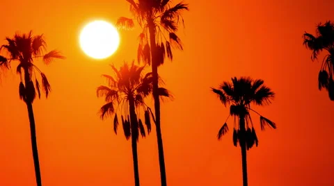 Time Lapse - Beautiful Sunset Through Palm Trees Stock Footage 68050595