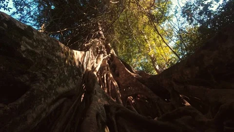 Time lapse beautiful tree on sunny autumn day Stock-Footage 281436051