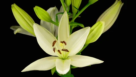 Time Lapse of Beautiful White Lily Flower Blossoms Stock Footage 112619921