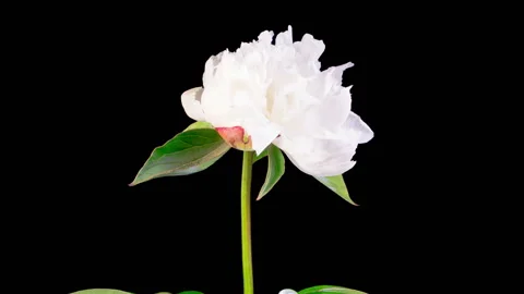 Time Lapse of Beautiful White Peony Flowers Blooming Stock Footage 314317997