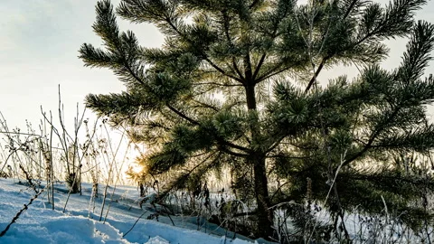 Time lapse of a beautiful winter landscape, a young pine tree on a background of Stock Footage 124450316