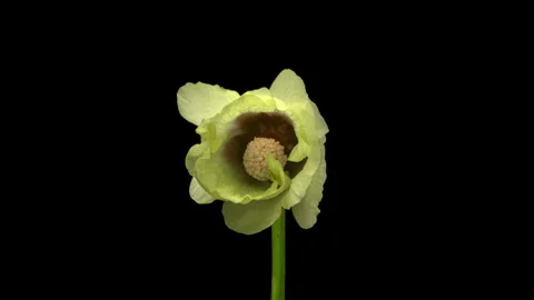 Time lapse beautiful yellow Malva moschata, musk mallow blooming. 스톡 동영상 251899995