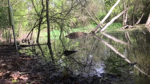 Time lapse of a beaver pond with some birdhouses. Video stock 240129712
