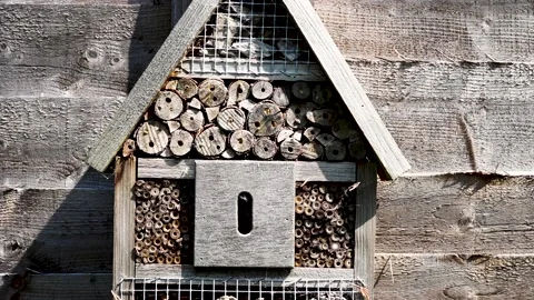 Time lapse of a bee house with bees flying around Stock Footage 140796021