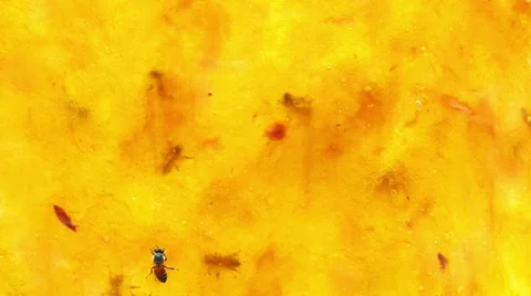 Time lapse of Bee working on dry yellow mango,4k 4096x2304 clip. Stock Footage 50373485