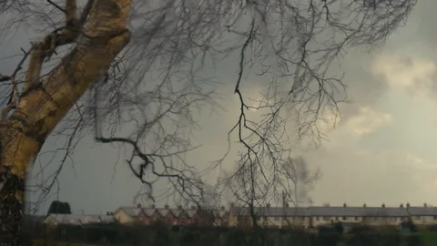 Time lapse of beech tree in stormy weather 스톡 동영상 124619704