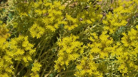 Time lapse bees drinking nectar on flowers Stock Footage 94485317