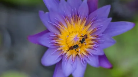 Time-lapse of Bees finding nectar from purple water lily in the summer garden Stock Footage 150210801